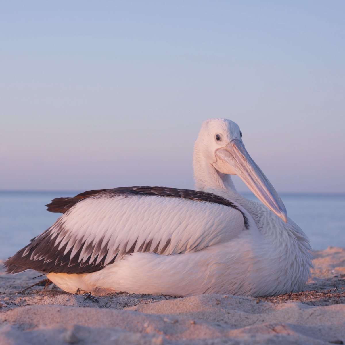 Pelican on a beach at dusk